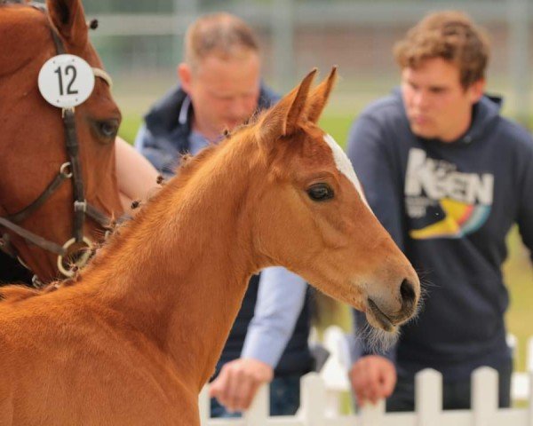 horse Hengst von Cascadello I / Lissabon (Westphalian, 2022, from Cascadello)