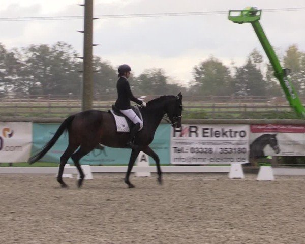 Reitturnier Ruhlsdorf 2024