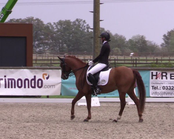 Reitturnier Ruhlsdorf 2024