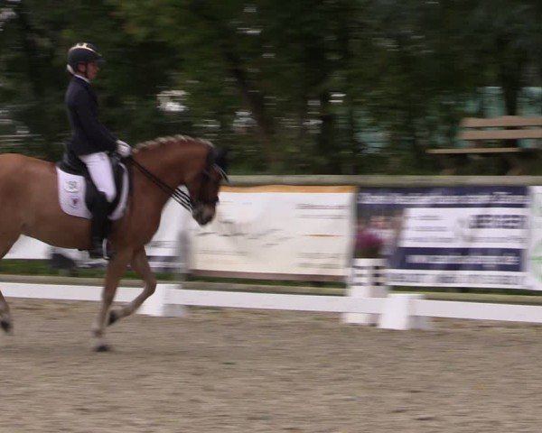 Reitturnier Ruhlsdorf 2024