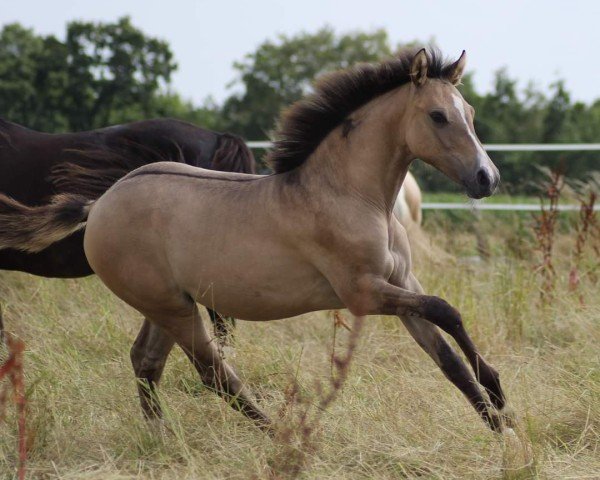 horse Steverheides Goldener Schnatz (German Riding Pony, 2023, from Gold Garant)