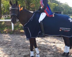 dressage horse Con Carlo B 2 (Oldenburg, 2017, from Carry Gold)