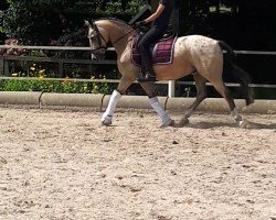 dressage horse Ghost 53 (Belgian Riding Pony, 2008)