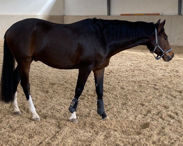 jumper Ciacorello (Holsteiner, 2017, from Ciacomo)