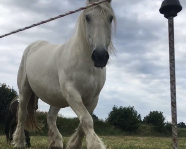 broodmare Viebke (Schleswig Heavy Draft, 2003, from Donar)