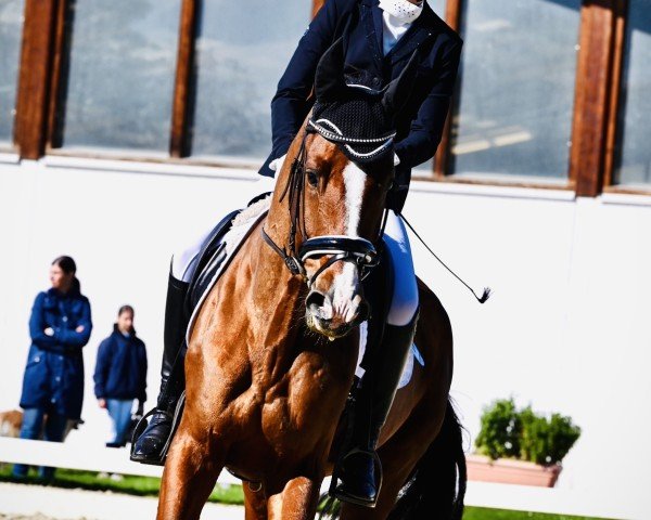 dressage horse Vino de Belleza (Austrian Warmblood, 2018, from Borsalino)