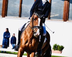dressage horse Vino de Belleza (Austrian Warmblood, 2018, from Borsalino)