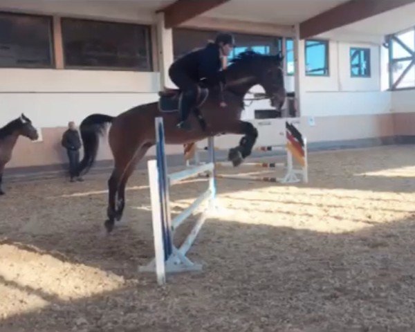 jumper Newman (Holsteiner, 2008, from New Quidam)