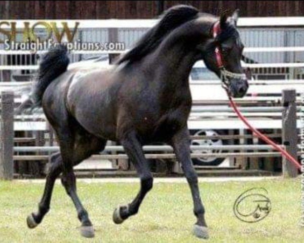 stallion Kyros II ox (Arabian purebred, 2000, from Janosch ox)
