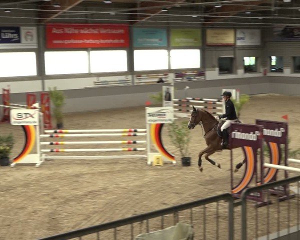 Reitturnier AZL Luhmühlen 2024