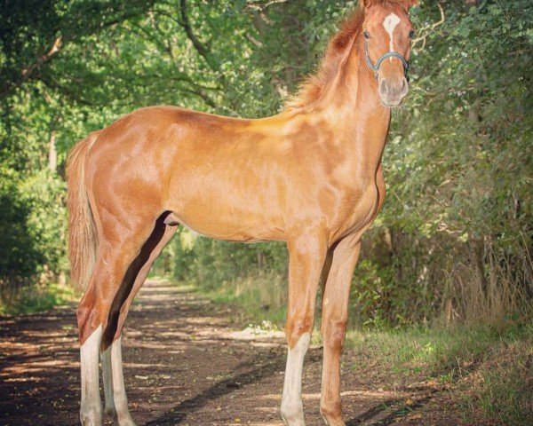 horse Valiente (Hanoverian, 2020, from Vidar)
