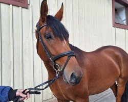 broodmare Fendtina (Alt Wuerttemberg, 2020, from Solo)