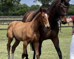 horse Perle (Holsteiner, 2022, from Chezarro)