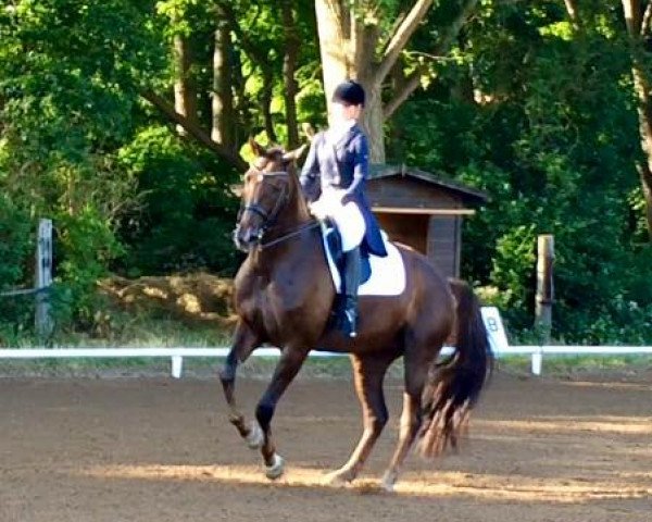 broodmare Farah Donne (Oldenburg, 2005, from Florencio I)