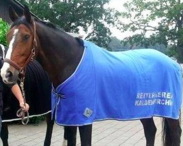 jumper Turbulent (KWPN (Royal Dutch Sporthorse), 2000, from Zuidhorn)