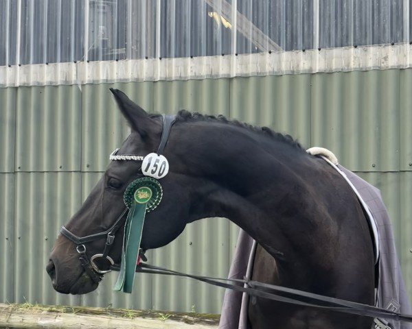 dressage horse Remí (Oldenburg, 2017, from Rock Amour)