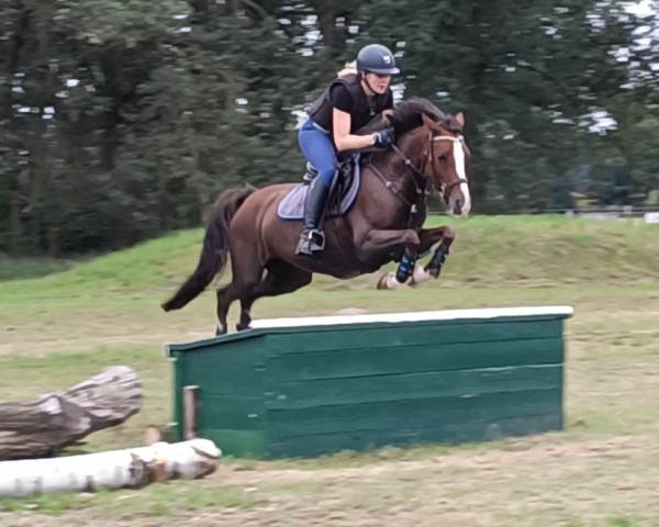 jumper Cara Mia 173 (German Riding Pony, 2017, from Montender)