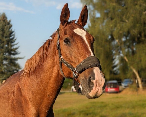 broodmare Estrelle (Hanoverian, 2004, from Escudo I)