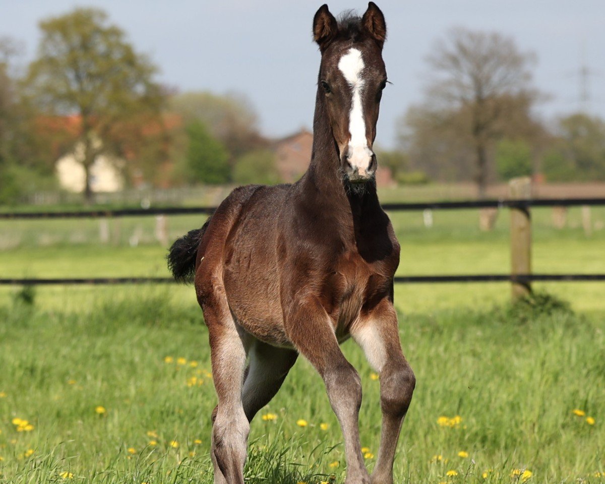 horse Cleopatra H (Holsteiner, 2023, from Compte de Caderausse)