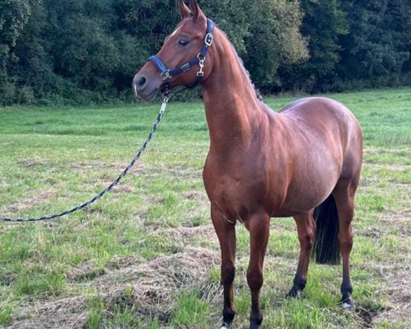 horse Is El Toro ox (Arabian purebred, 2010, from Gazwan Al Nasser ox) horse Is El Toro ox (Arabian purebred, 2010, from Gazwan Al Nasser ox)