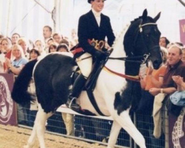 Deckhengst Lostock Huntsman (Anglo Europäisches Sportpferd, 1991, von Lostock Blue)