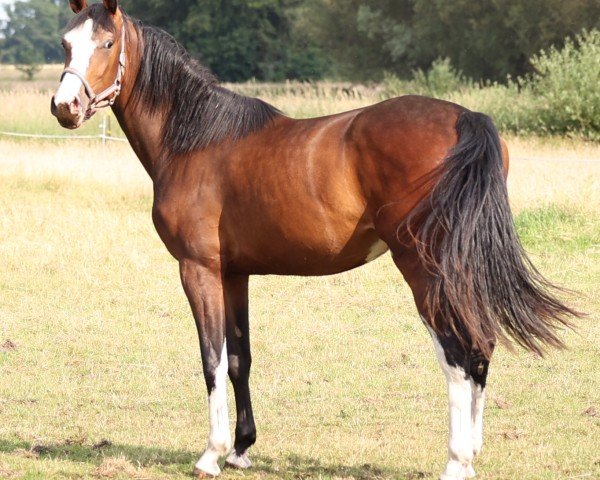 Pferd Stute von Casall / Cassini I (Holsteiner, 2022, von Casall Ask)