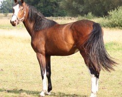 Pferd Stute von Casall / Cassini I (Holsteiner, 2022, von Casall Ask)