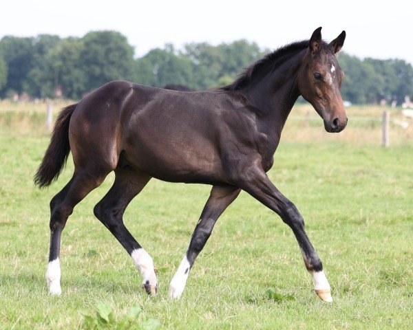 Pferd Hengst von Cornet Obolensky / Cassini I (Holsteiner, 2024, von Cornet Obolensky)
