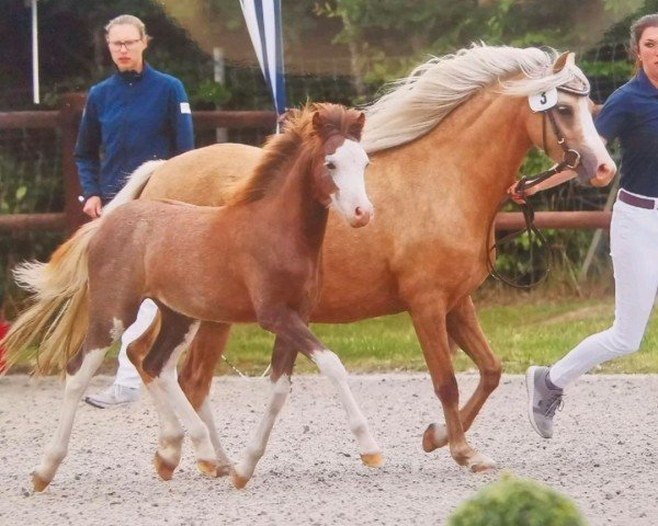 broodmare Beschenhof Button (Welsh-Pony (Section B), 2018, from Bekveld's Dave)