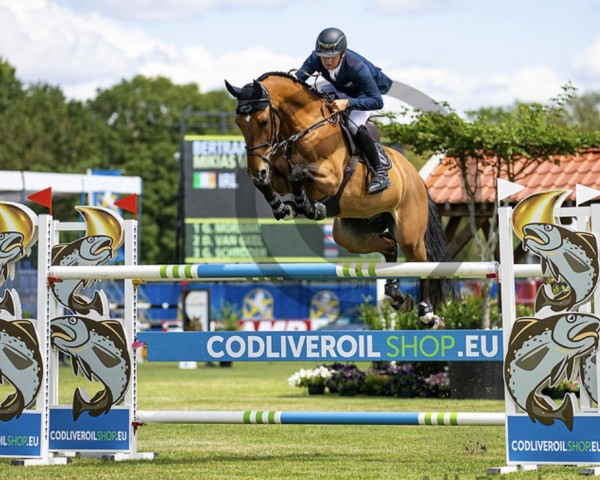 jumper Mikias vd Bisschop (Belgian Warmblood, 2012, from Cornet Obolensky)