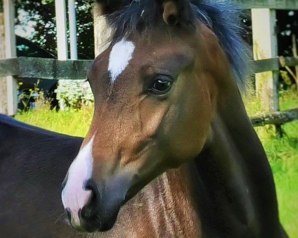 horse SF v. Escamillo (Hanoverian, 2024, from Escamillo)