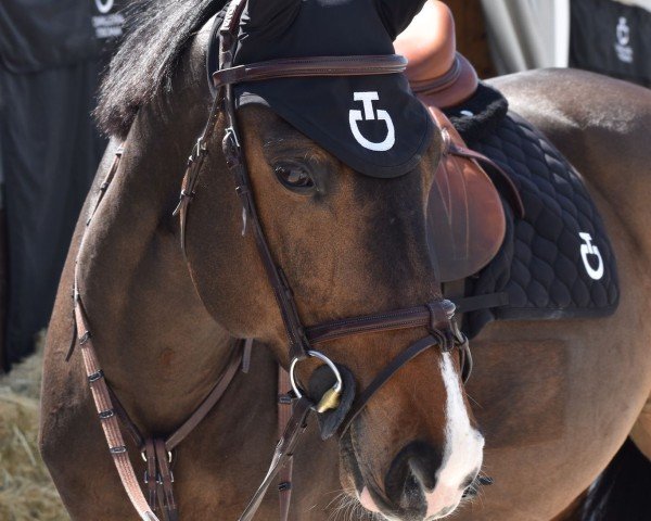 jumper Curry Jo (Luxembourg horse, 2013, from Crespo VDL)