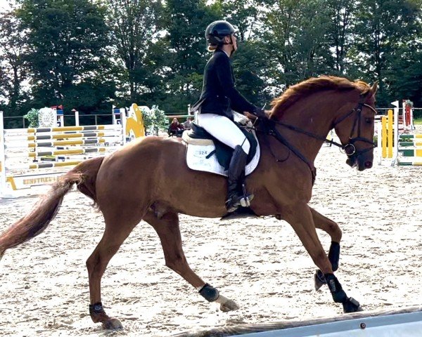jumper Jon 7 (KWPN (Royal Dutch Sporthorse), 2019, from Jenssen VDL)