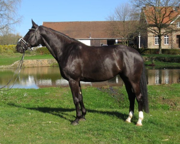 Pferd Stute von First Selection / Lebenskünstler (Westfale, 2015, von First Selection)
