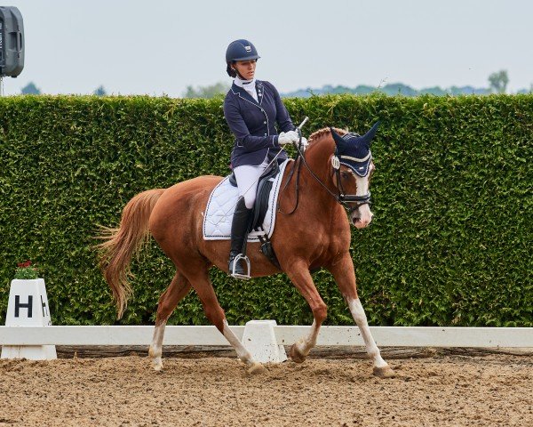 Dressurpferd Burberry 8 (KWPN (Niederländisches Warmblut), 1999)
