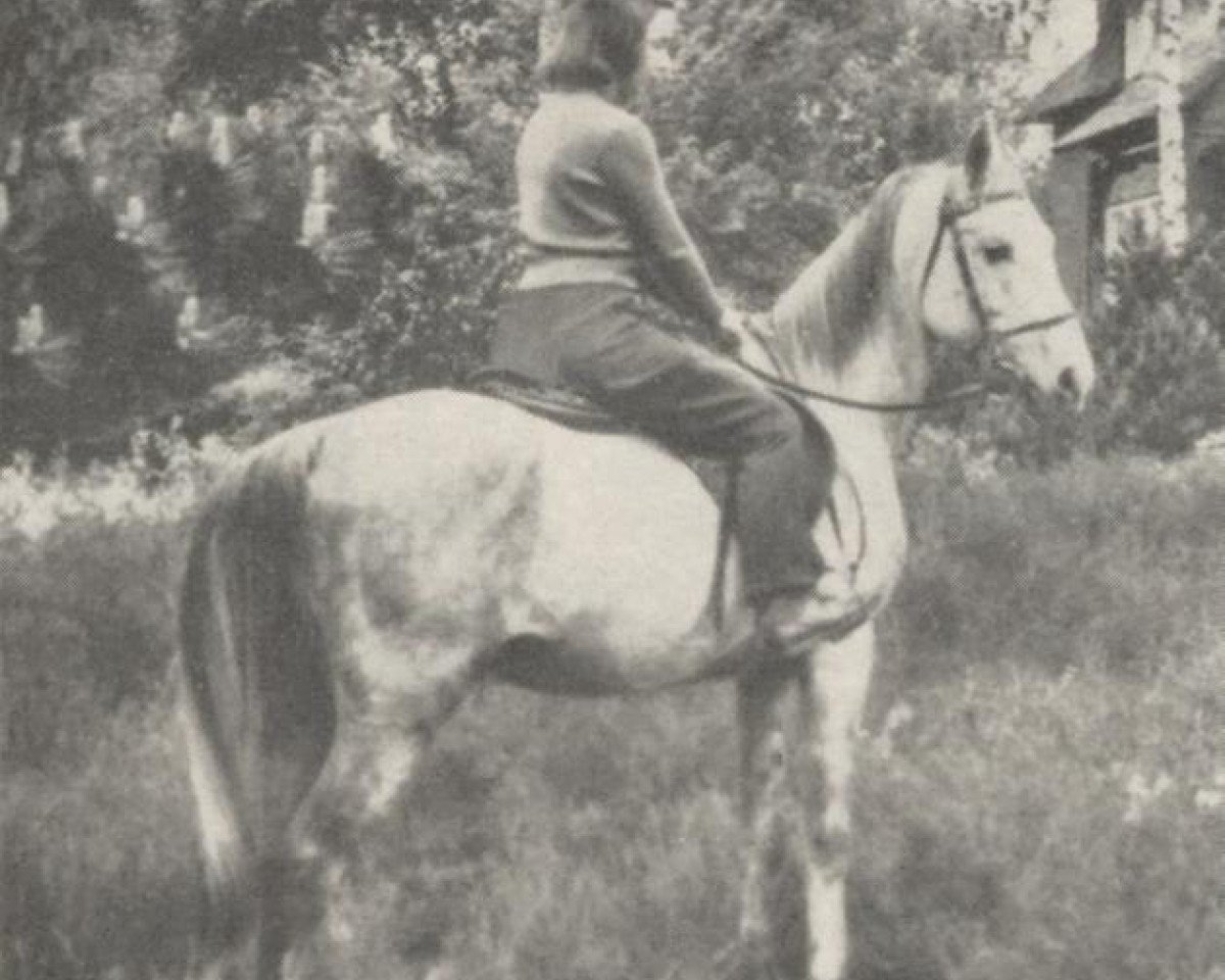 stallion Zaïbak ox (Arabian purebred, 1942, from Edh Dhahab ox)