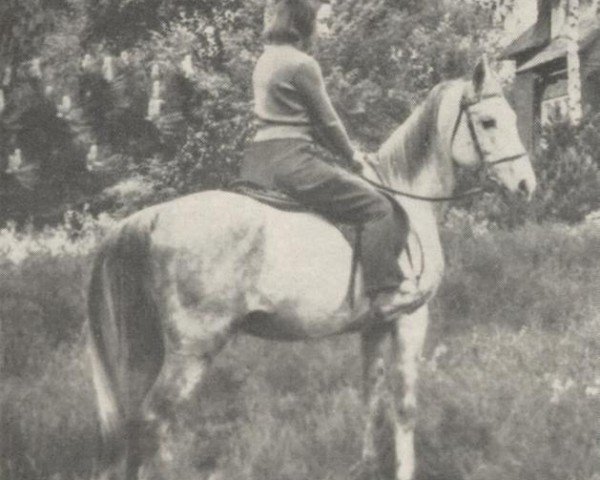stallion Zaïbak ox (Arabian purebred, 1942, from Edh Dhahab ox)