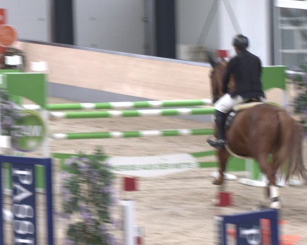 Reitturnier Borken 2024