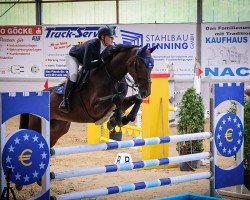 jumper CHARMING FLORESSINI (Westphalian, 2019, from Caressini)