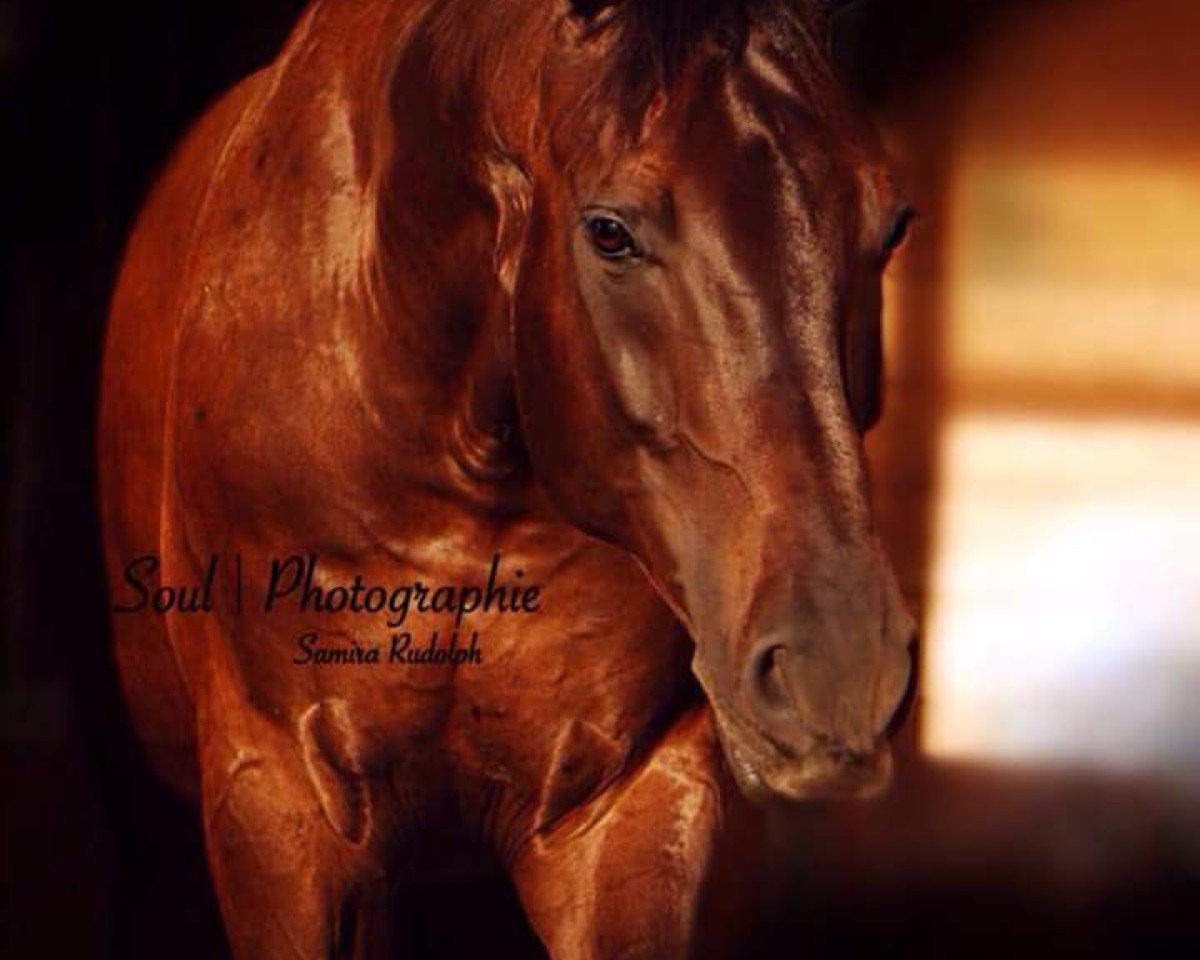 dressage horse Doenhoff II (Württemberger, 2010, from Diamond Star 3)