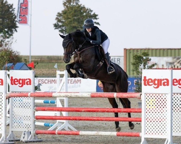 jumper Verstappa (German Sport Horse, 2018, from Candy de Nantuel)