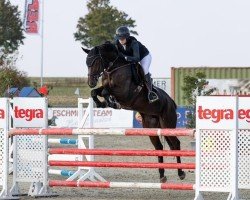 jumper Verstappa (German Sport Horse, 2018, from Candy de Nantuel)