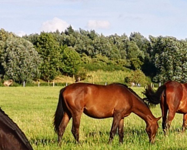 Pferd Schokokrossi (Trakehner, 2022, von TSF Kros)