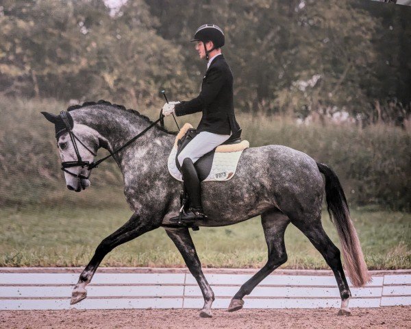 dressage horse High Class 7 (Oldenburg, 2020, from Feinrich)