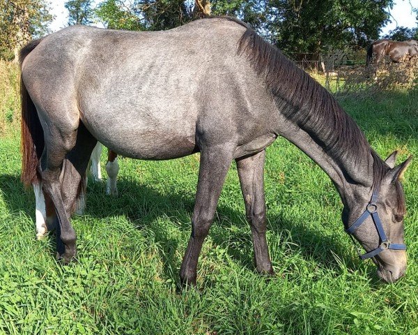 Pferd Sonnenschein (Trakehner, 2023, von Blancor)