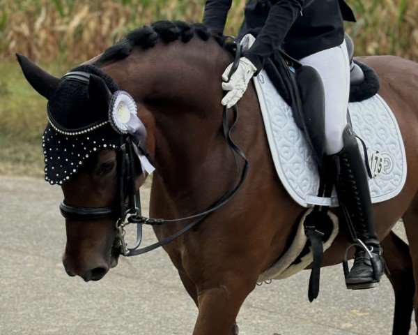 dressage horse Dreisatz (German Riding Pony, 2015, from Dreidimensional AT NRW)
