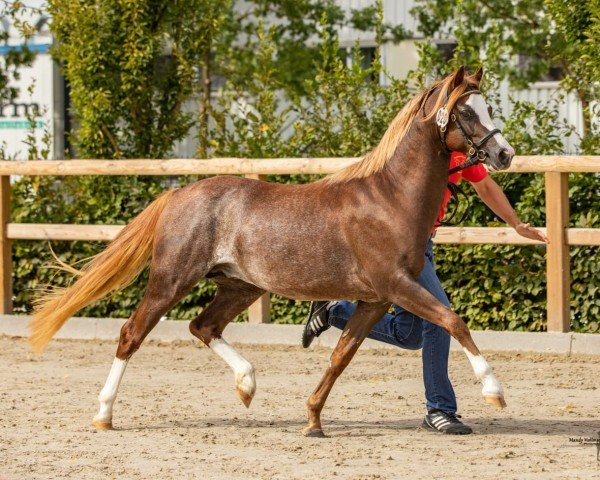 stallion Störtebekers Sandro (Welsh-Pony (Section B), 2021, from Cadlanvalley Starstruck)