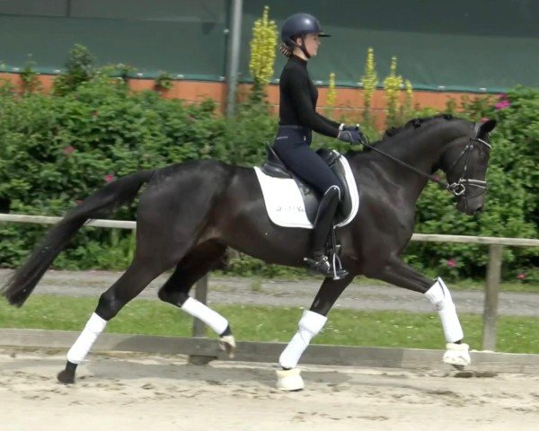 broodmare Frieda Fun (Westphalian, 2020, from For Dance)