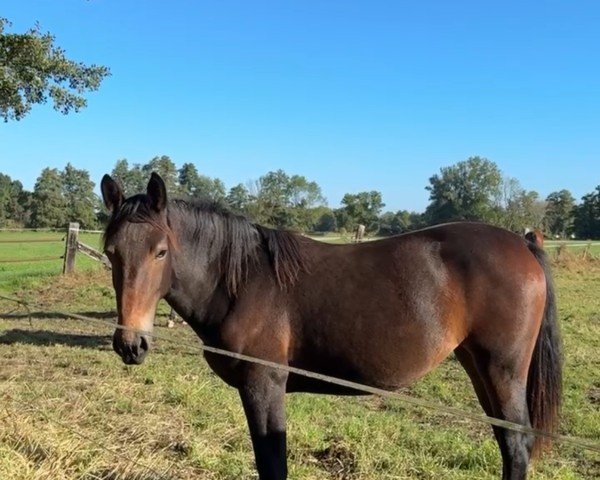 horse Raja (Sachs-door. Heavy Warmbl., 2023, from Lancelo)