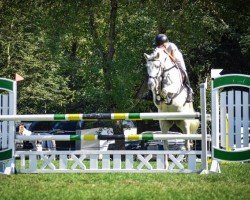 jumper Silverado (Arabian, 2013)